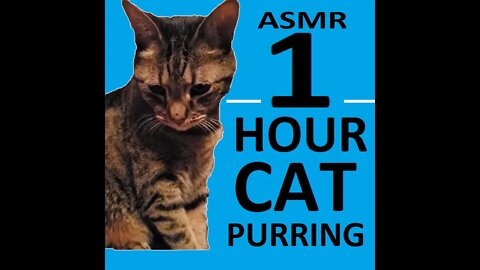 1 Hour CUTE CAT PURRING | Relaxation | ASMR for Sleep