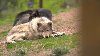 Open house on bringing wolves back to Colorado