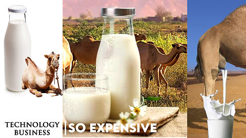 Expensive Camel Milk - Why Is It So Expensive?