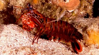 Mantis shrimp is a deceptively capable predator