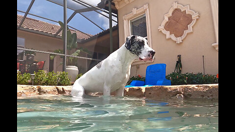 Water Loving Great Dane Sits In The Pool & Watches Dog Bestie Swim