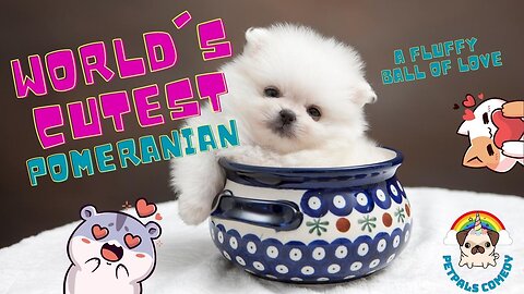"Meet the World's Cutest Pomeranian: A Fluffy Ball of Love"