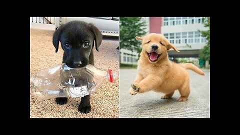 Baby Dogs 🔴 Cute and Funny Dog Videos Compilation #4 | 30 Minutes of Funny Puppy Videos 2022