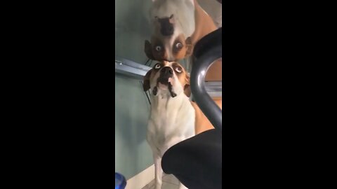 Dog gets bamboozled by his reflection