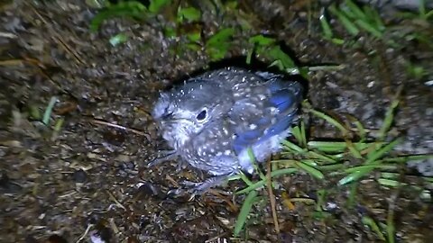 Poor little baby Bluebird babies