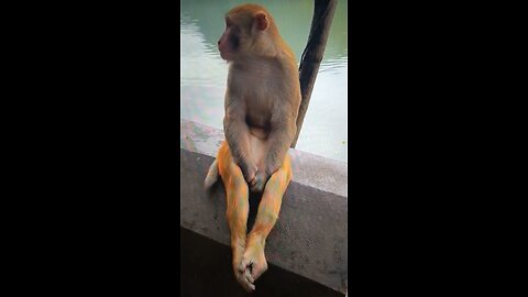 This monkey is a Ballet Dancer?