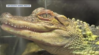 American alligator found in Long Lake in Fond du Lac County