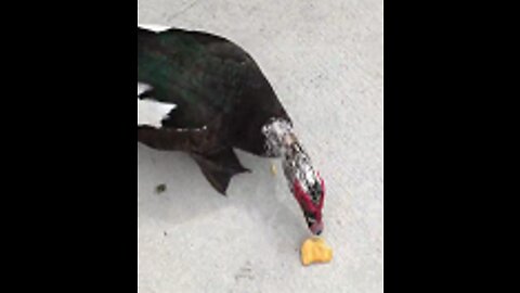 Duck Eating BBQ Potato Chips