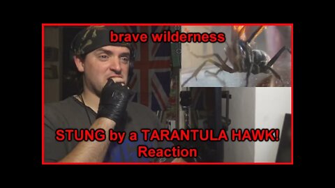 Reaction: STUNG by a TARANTULA HAWK!