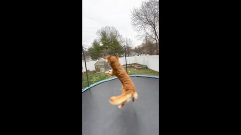 Finn on the trampoline!!