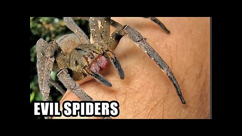 Boner Spiders; Brazilian Wandering Spider Bites Do What?