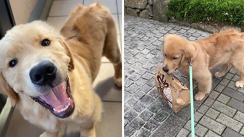 Pov: Golden Retriever Puppy Is Your Uber Eats Delivery Man