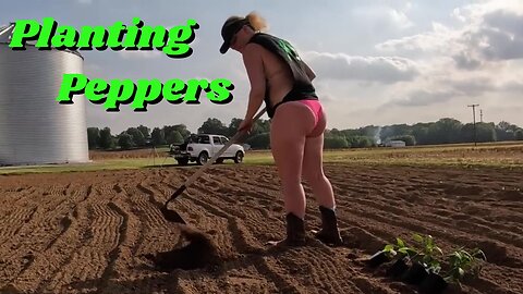 Planting Peppers