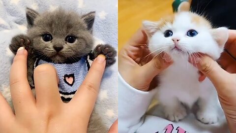 Cute little kittens - So Cute