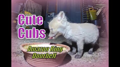 🦊One Night One Bowl - vixen & her 4 cute fox cubs + a variety of birds all caught on Amazon Ring