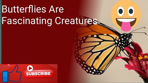 Butterflies are fascinating creatures