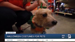 Premier Pet Supply discusses Halloween and your pet!