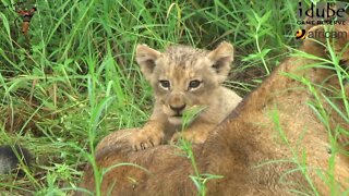 LIONS: Following The Pride 2: Buffalo For Breakfast!!!