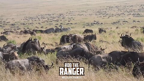 Migrating Herds Cover The Plains | Great Migration | Lalashe Maasai Mara Safari