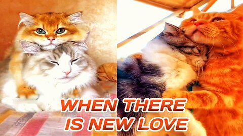 FUNNIEST Cats🐈🐈 FUNNY ANIMALS VIDEO 2023 🐱🐶