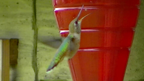 IECV NV #650 - 👀 Hummingbird Fly's Up To The Red Feeder And Eats A Little Spider 6-22-2018