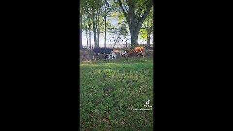 Momma cows loving baby calves.