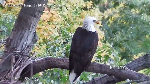 Hays Eagles Visitor Sitting on the Escalator Branch 10.9.23