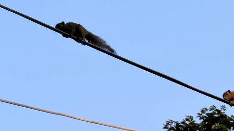 Two squirrels trying their luck on electrical cables, Thailand