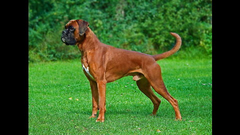 TOP 15 GREATEST CANINE VARIETIES ON THE PLANET