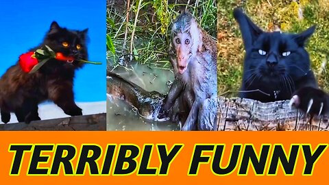 NEW FUNNIEST ANIMALS VIDEOS 2023 🐱🐶 Cats and monkey funny videos 🐱🐵