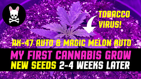 My First Cannabis Grow - Part 2 - Weeks 2-4 - Tobacco Virus - New Seeds & Nutrient Burn