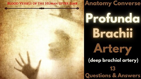 Profunda Brachii Artery (deep brachial artery) Anatomy Flashcards | 13 Questions and Answers