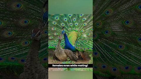 Peacocks Get Pregnant Through Tears?! | Random Madness