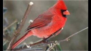 Mr. Cardinal