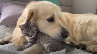 What the friendship of a Golden Retriever and a Baby Kitten looks like