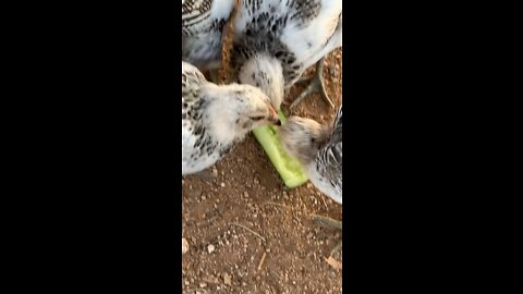 Backyard chickens: cucumber lovers