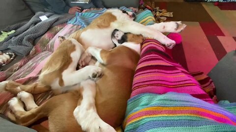 Sleeping positions of snuggling puppies- brothers St. Bernard and Great Dane