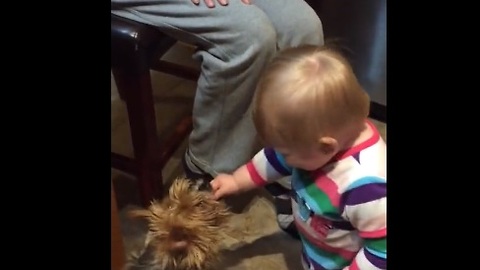 Laughing baby adorably shares her cookie with a dog
