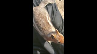 Chipmunk Close Encounter