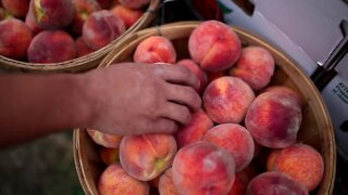 Discover Colorado’s Palisade peaches