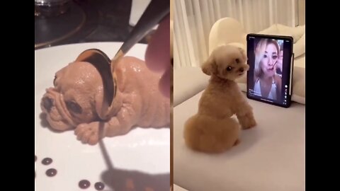 Funny Reaction of a Fluffy puppy while watching a short of cutting a puppy cake.