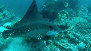 Spotted eagle stingrays hunt for food right beside scuba divers