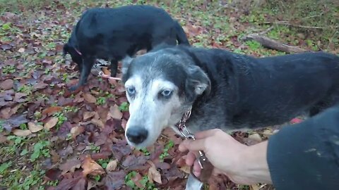 Tennessee Tail Waggers: Mama & Safira's 4K ASMR Stroll Through A Dog Holler Paradise