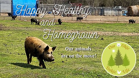 Happy, Healthy, and Homegrown: Our animals are on the Move!