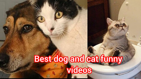 Best dog and cat funny videos