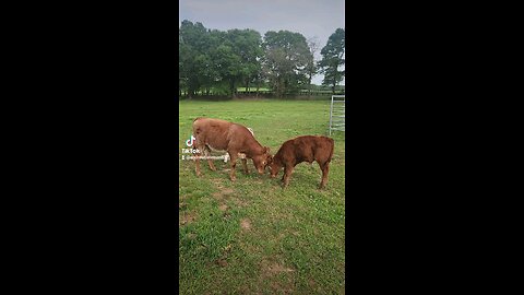 Brother and sister calves playing.