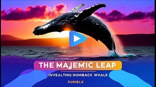 The Majestic Leap: Unveiling the Humpback Whale