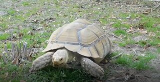 Myrtle Beach water turtles and a large tortoise