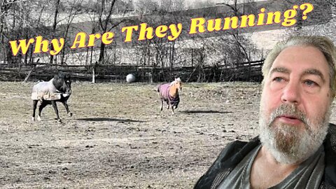 You Won't Believe Why Our Horses Are Running?