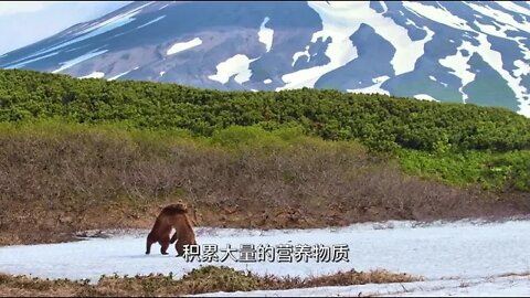 Kamchatka, life begins, respect for nature 8